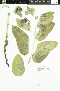 Asclepias speciosa image