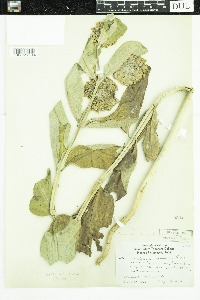 Asclepias speciosa image