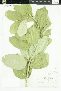 Asclepias speciosa image