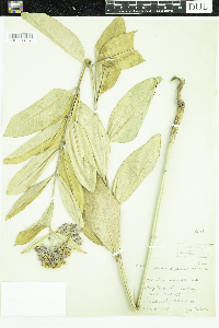 Asclepias speciosa image