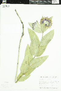 Asclepias speciosa image