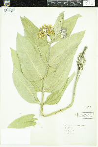 Asclepias speciosa image