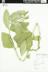 Asclepias speciosa image