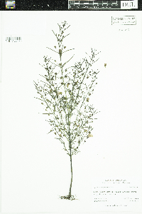 Agalinis tenuifolia image
