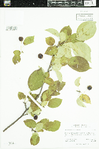 Malus x robusta image