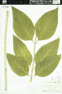 Media resource of Asclepias exaltata