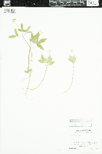 Panax trifolius image