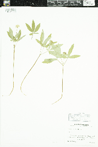 Panax trifolius image