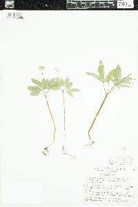 Panax trifolius image