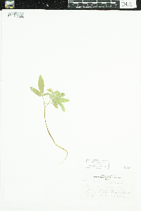 Panax trifolius image