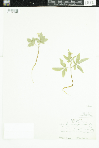 Panax trifolius image