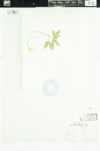 Panax trifolius image