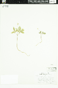 Panax trifolius image