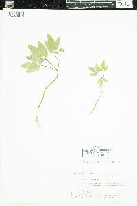 Panax trifolius image