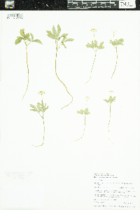 Panax trifolius image