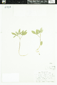 Panax trifolius image