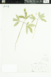 Panax trifolius image