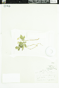 Panax trifolius image