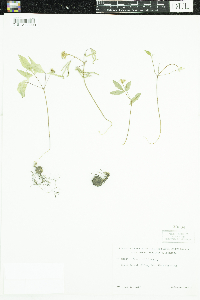 Panax trifolius image