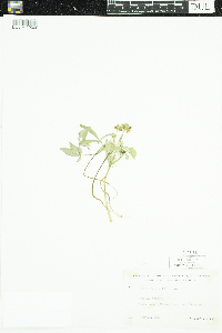 Panax trifolius image