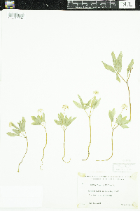 Panax trifolius image