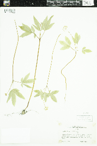 Panax trifolius image