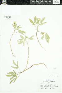 Panax trifolius image