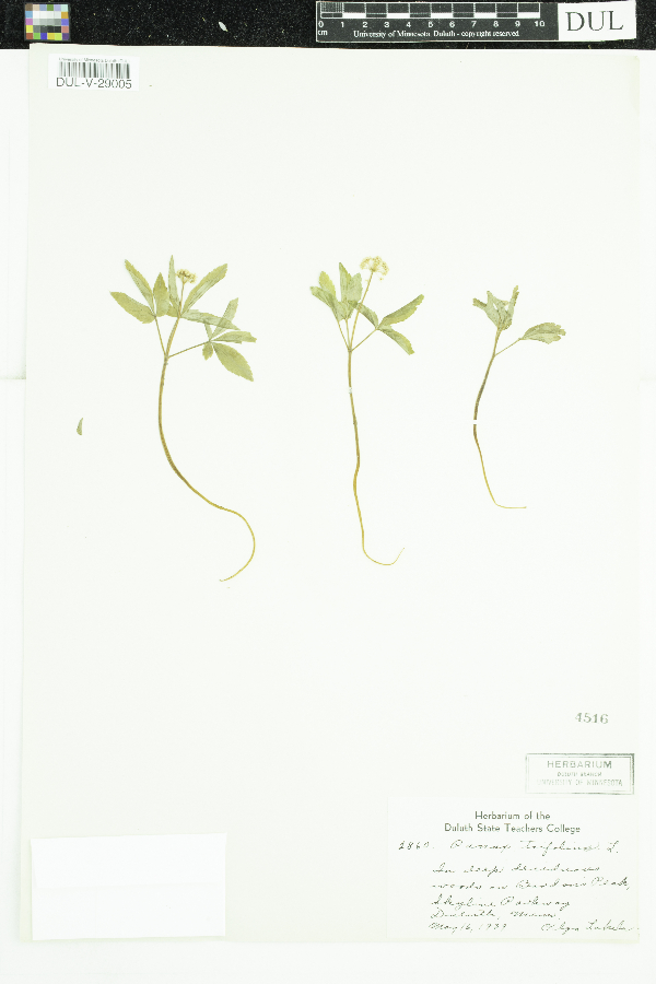 Panax trifolius image