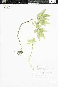 Panax trifolius image