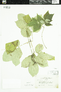 Aralia nudicaulis image