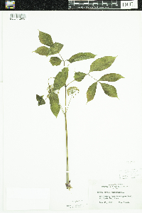 Aralia nudicaulis image