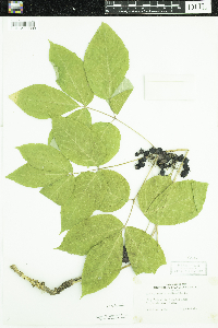 Aralia nudicaulis image