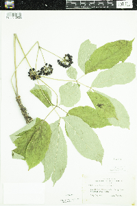 Aralia nudicaulis image