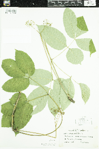 Aralia nudicaulis image