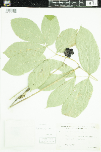 Aralia nudicaulis image