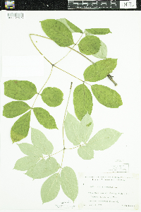 Aralia nudicaulis image
