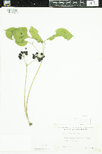Aralia nudicaulis image