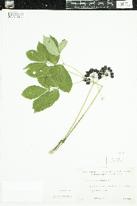 Aralia nudicaulis image