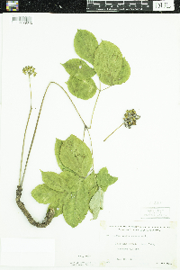 Aralia nudicaulis image