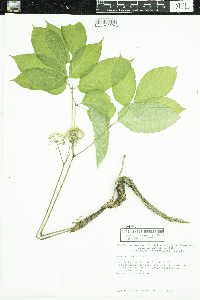 Aralia nudicaulis image