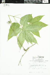 Aralia nudicaulis image