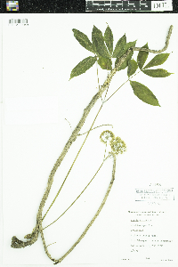 Aralia nudicaulis image
