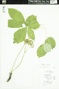 Aralia nudicaulis image