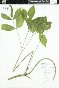 Aralia nudicaulis image
