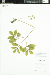 Aralia nudicaulis image