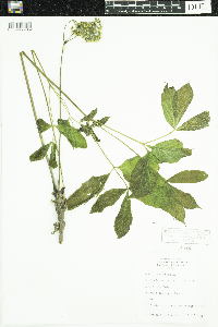 Aralia nudicaulis image