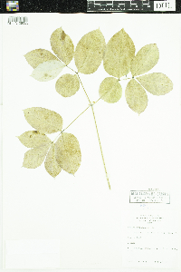 Aralia nudicaulis image