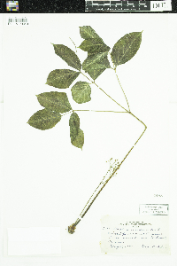 Aralia nudicaulis image