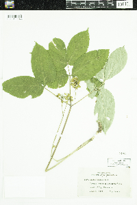 Aralia nudicaulis image