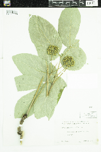 Aralia nudicaulis image